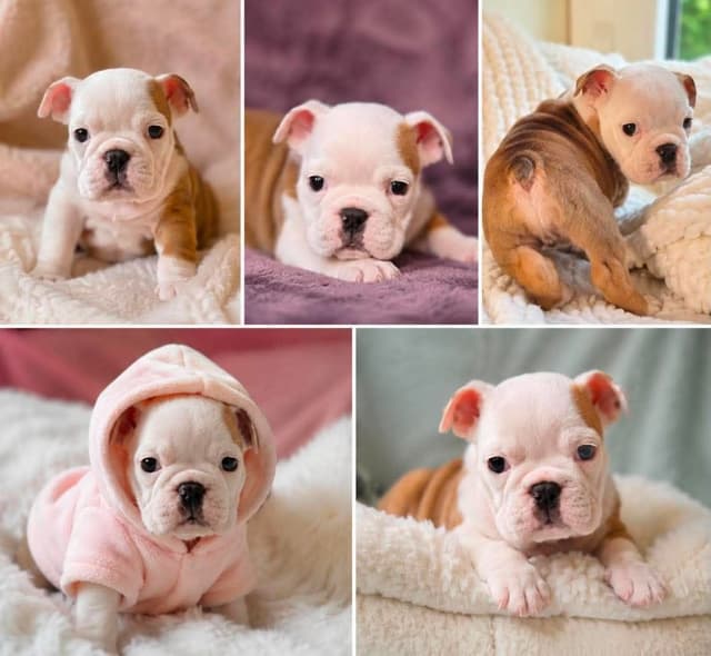 Englush Bulldog Puppies media 2
