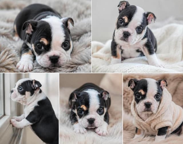 Englush Bulldog Puppies media 3