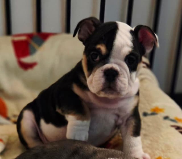 Englush Bulldog Puppies media 5