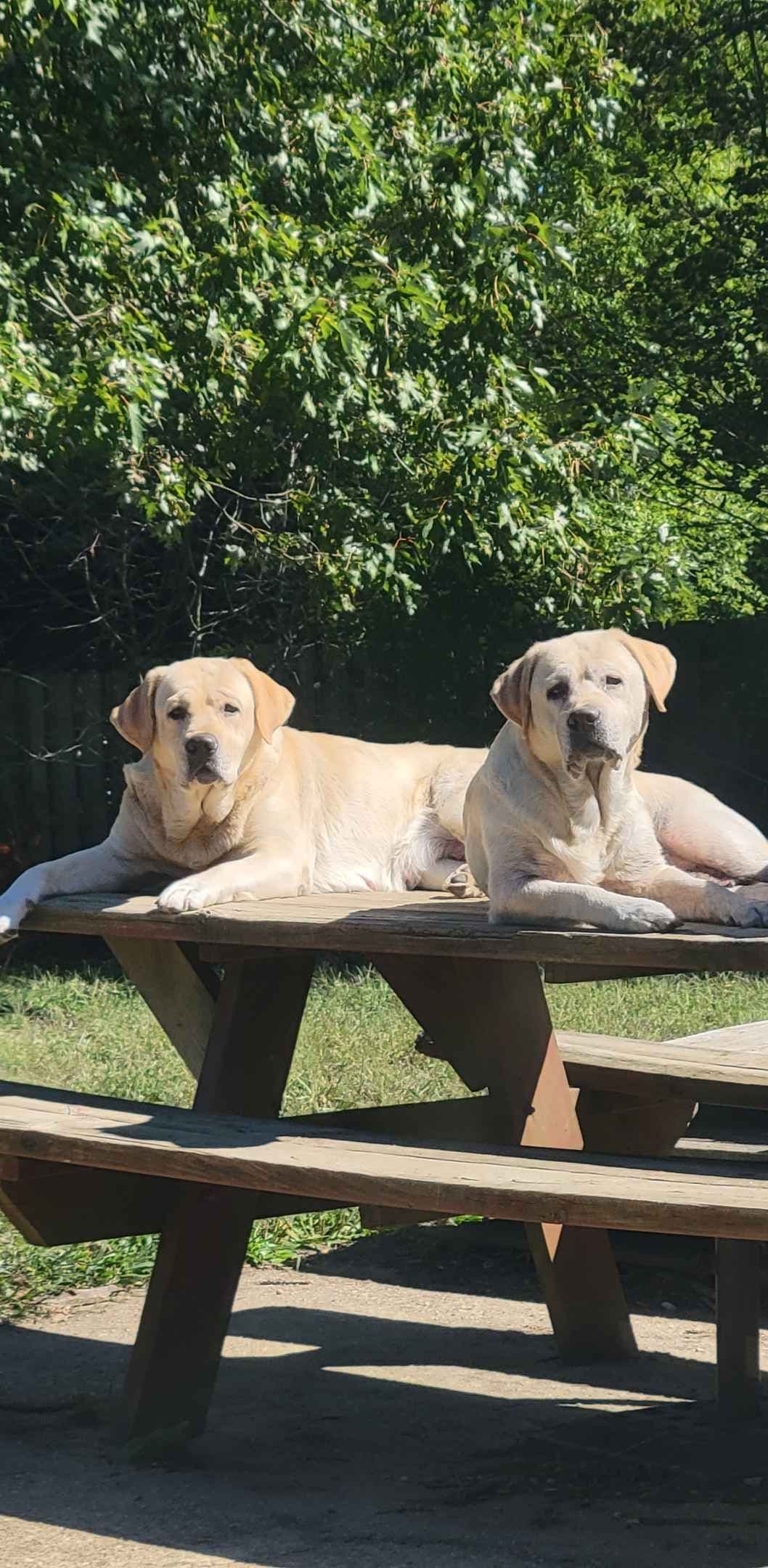 Labrador Retriever Puppies breeder image 2