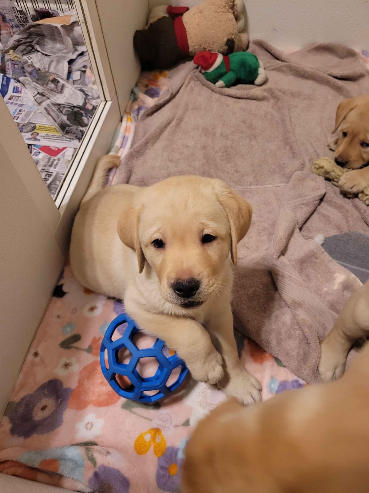 Labrador Retriever Puppies breeder image 3