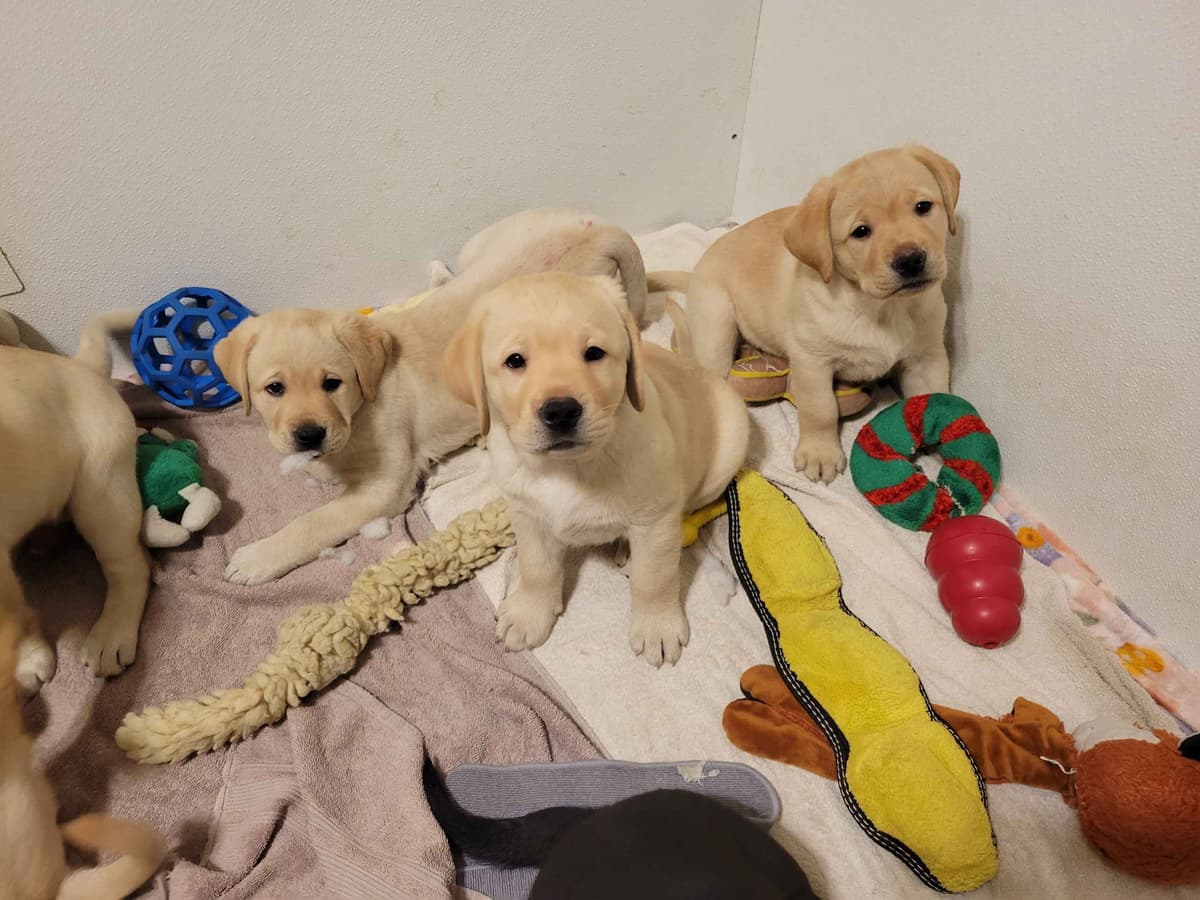 Labrador Retriever Puppies breeder image 4