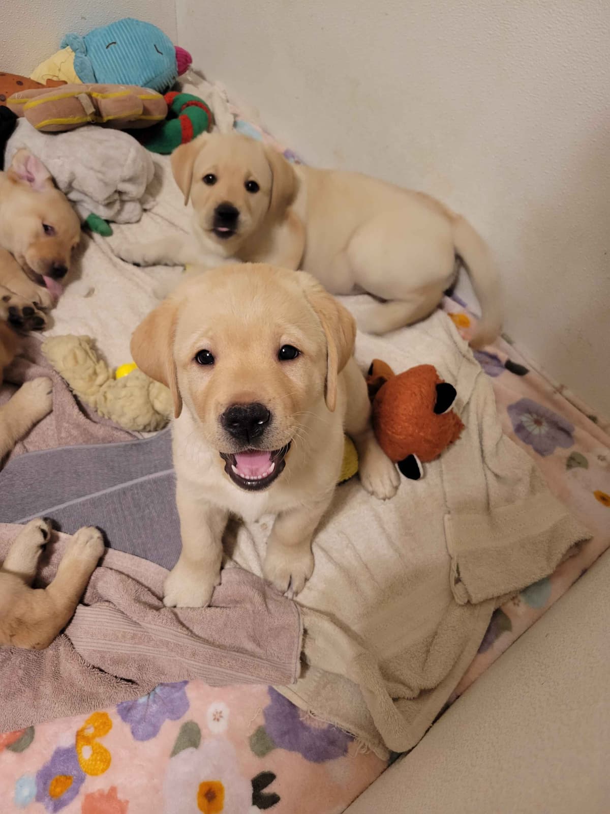 Labrador Retriever Puppies breeder image 6