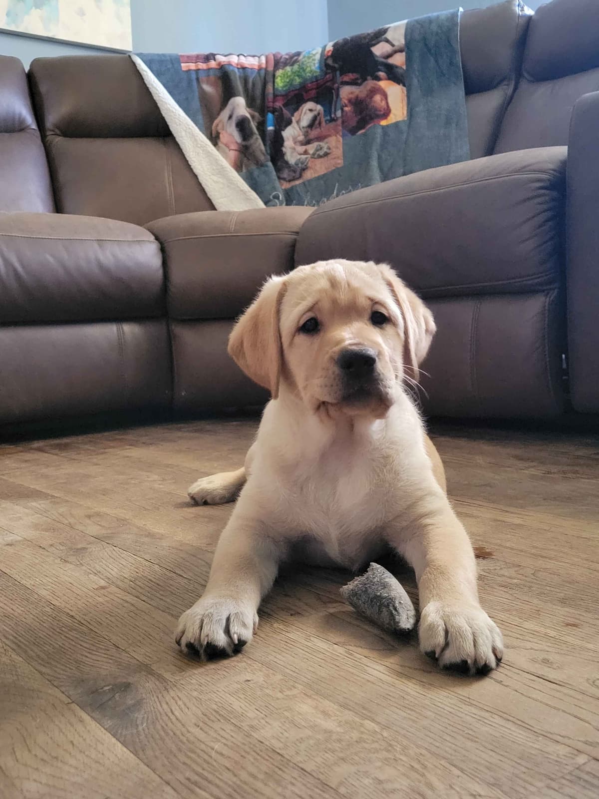 Labrador Retriever Puppies breeder image 8
