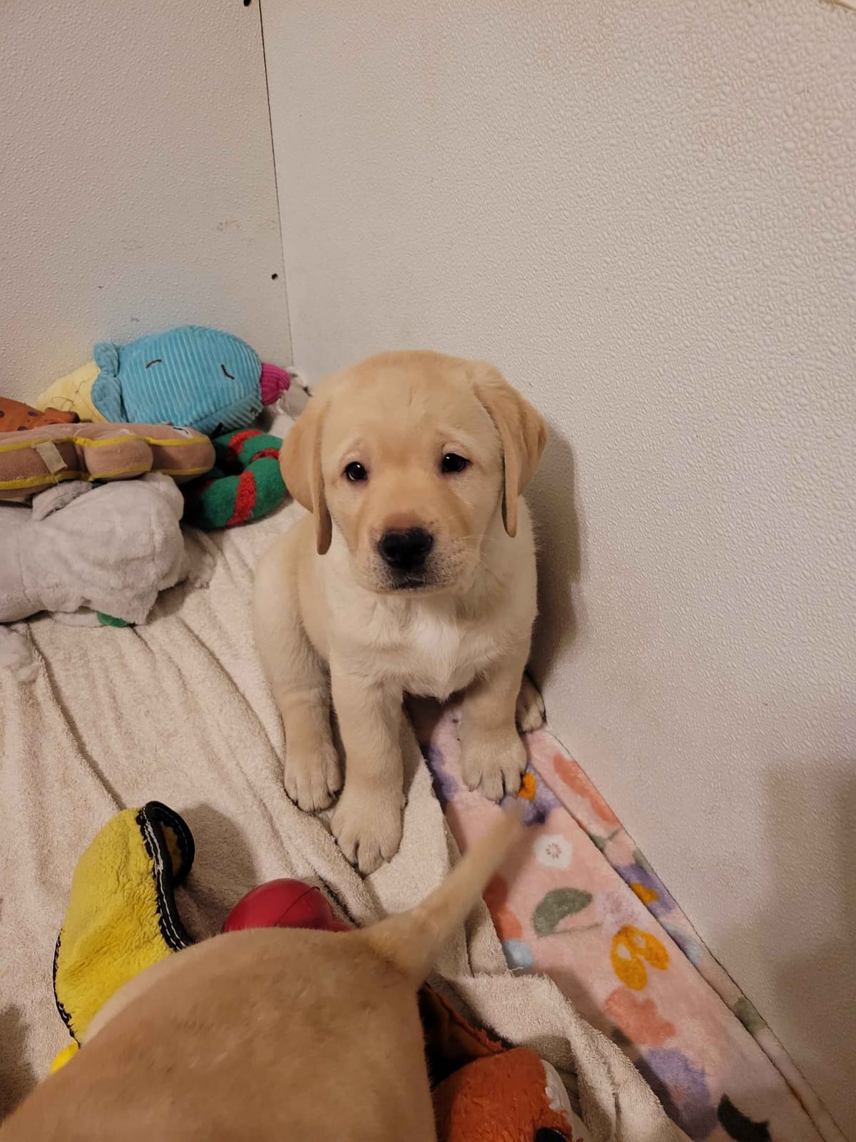 Labrador Retriever Puppies breeder image 9