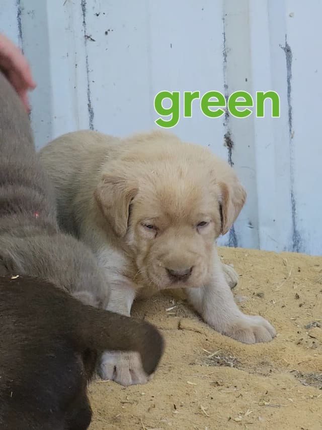 Summer Lab Puppies media 3