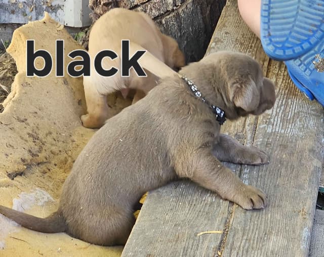 Summer Lab Puppies media 4