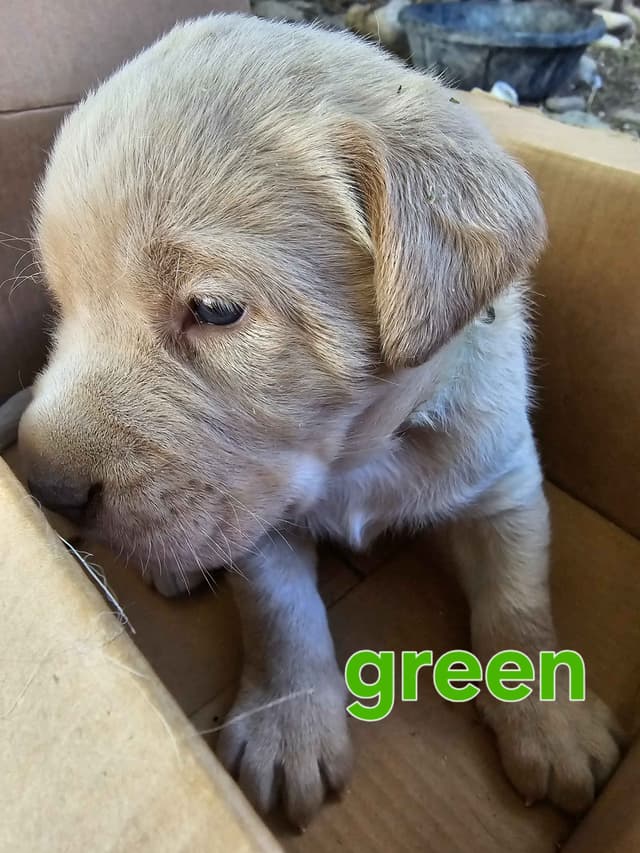 Summer Lab Puppies media 6