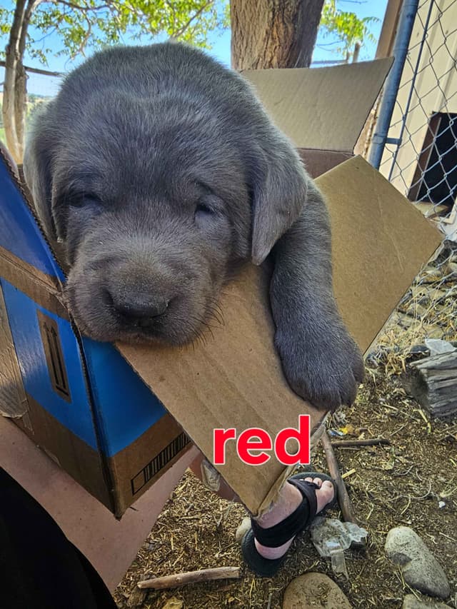 Summer Lab Puppies media 8