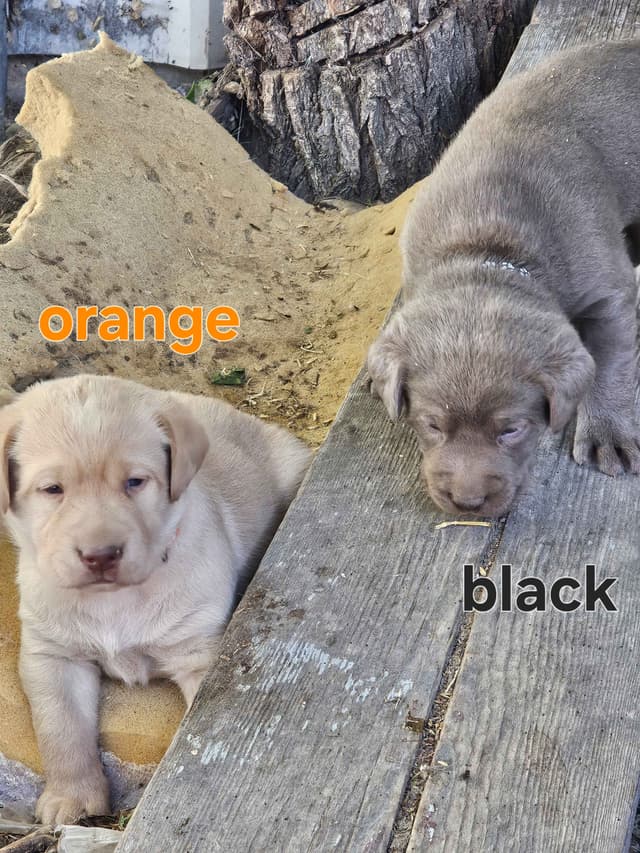 Summer Lab Puppies media 10