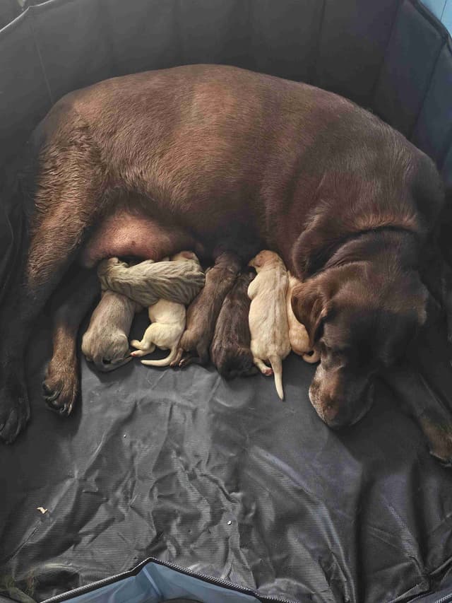 Summer Lab Puppies media 15