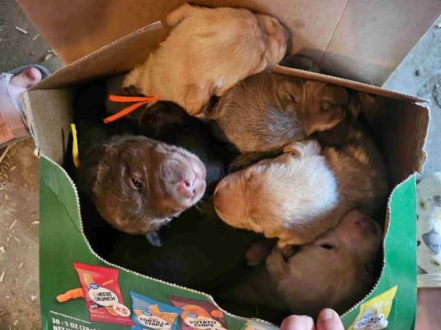 Summer Lab Puppies media 2
