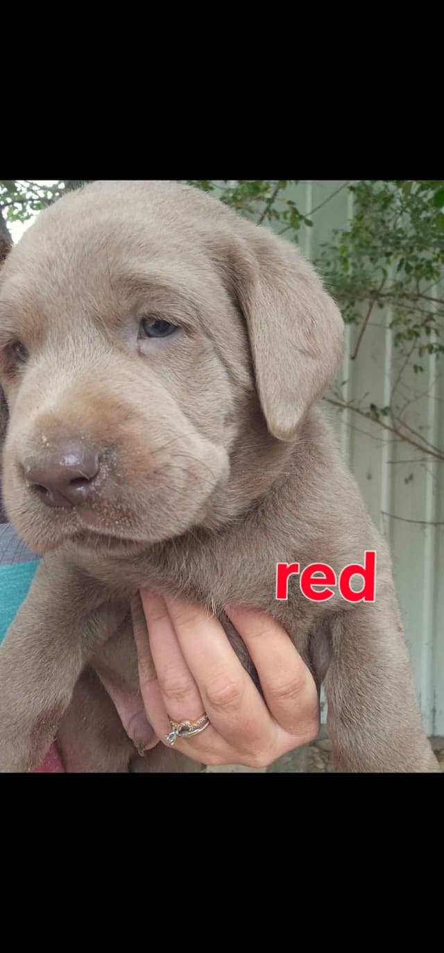 Summer Lab Puppies media 7