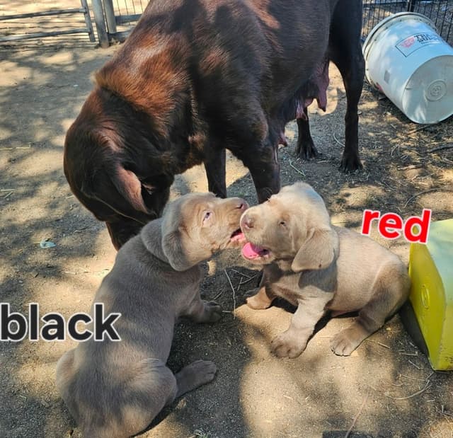 Summer Lab Puppies media 9