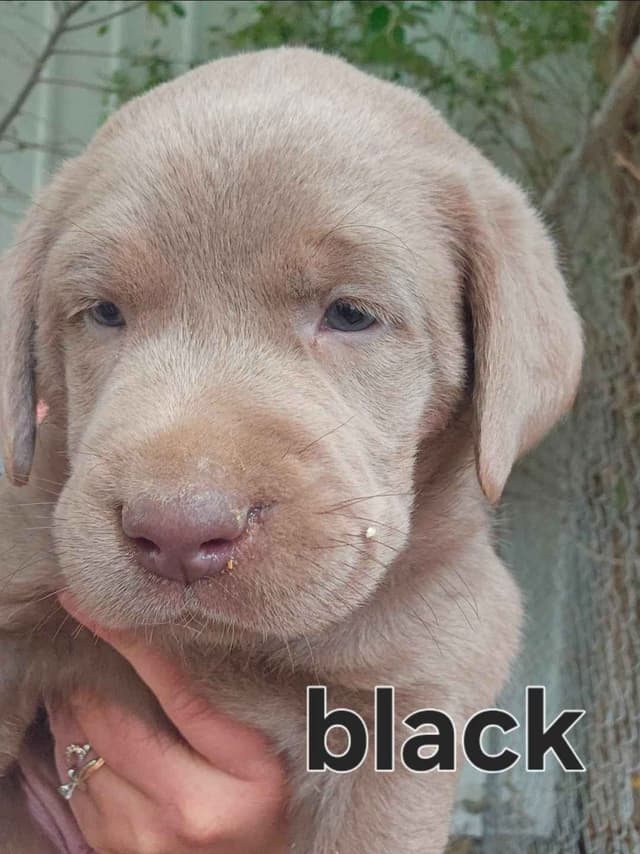 Summer Lab Puppies media 5
