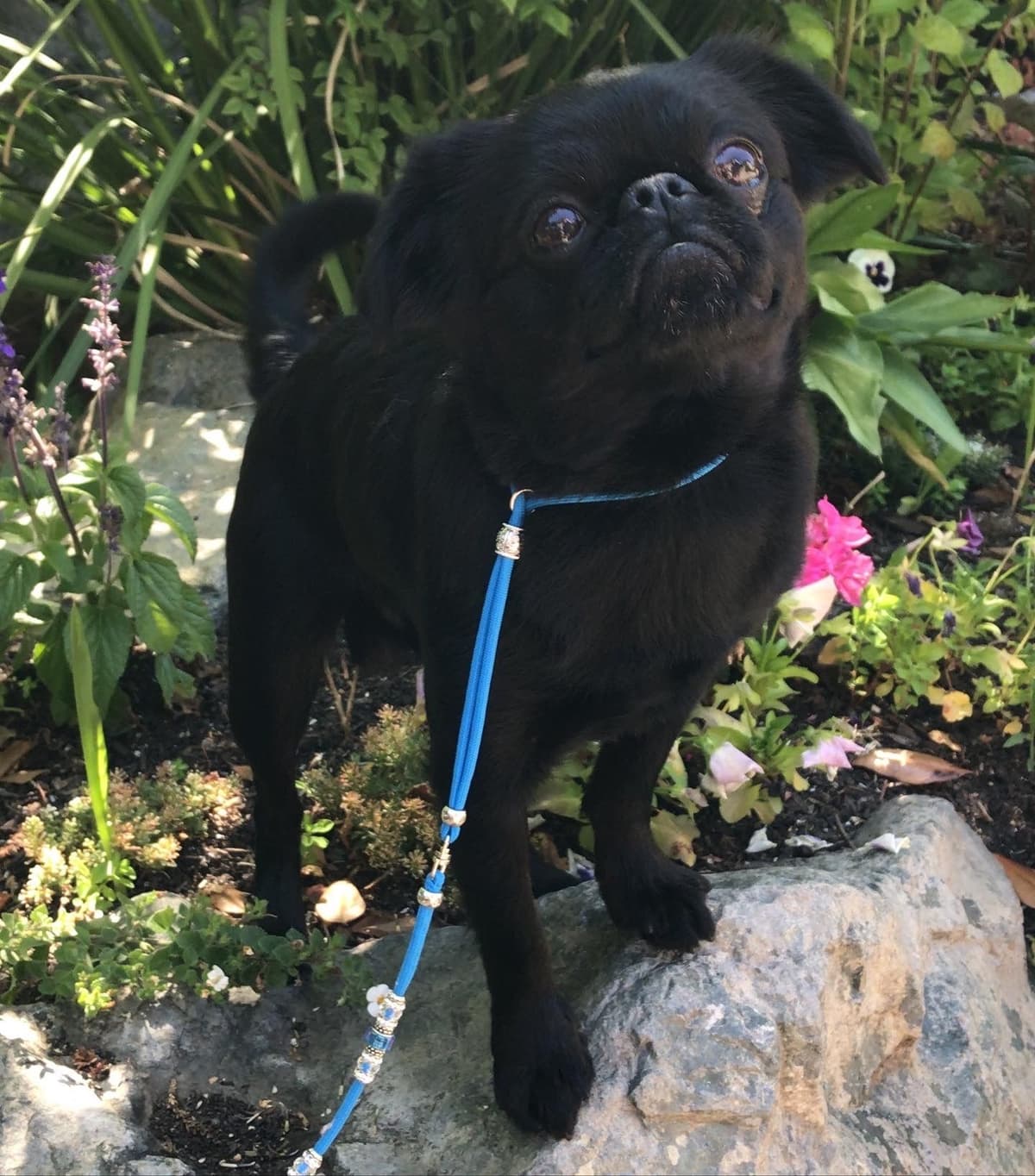 Brussels Griffon Female Puppy Available breeder image 8