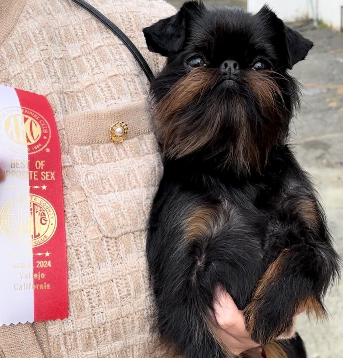 Brussels Griffon Female Puppy Available breeder image 6