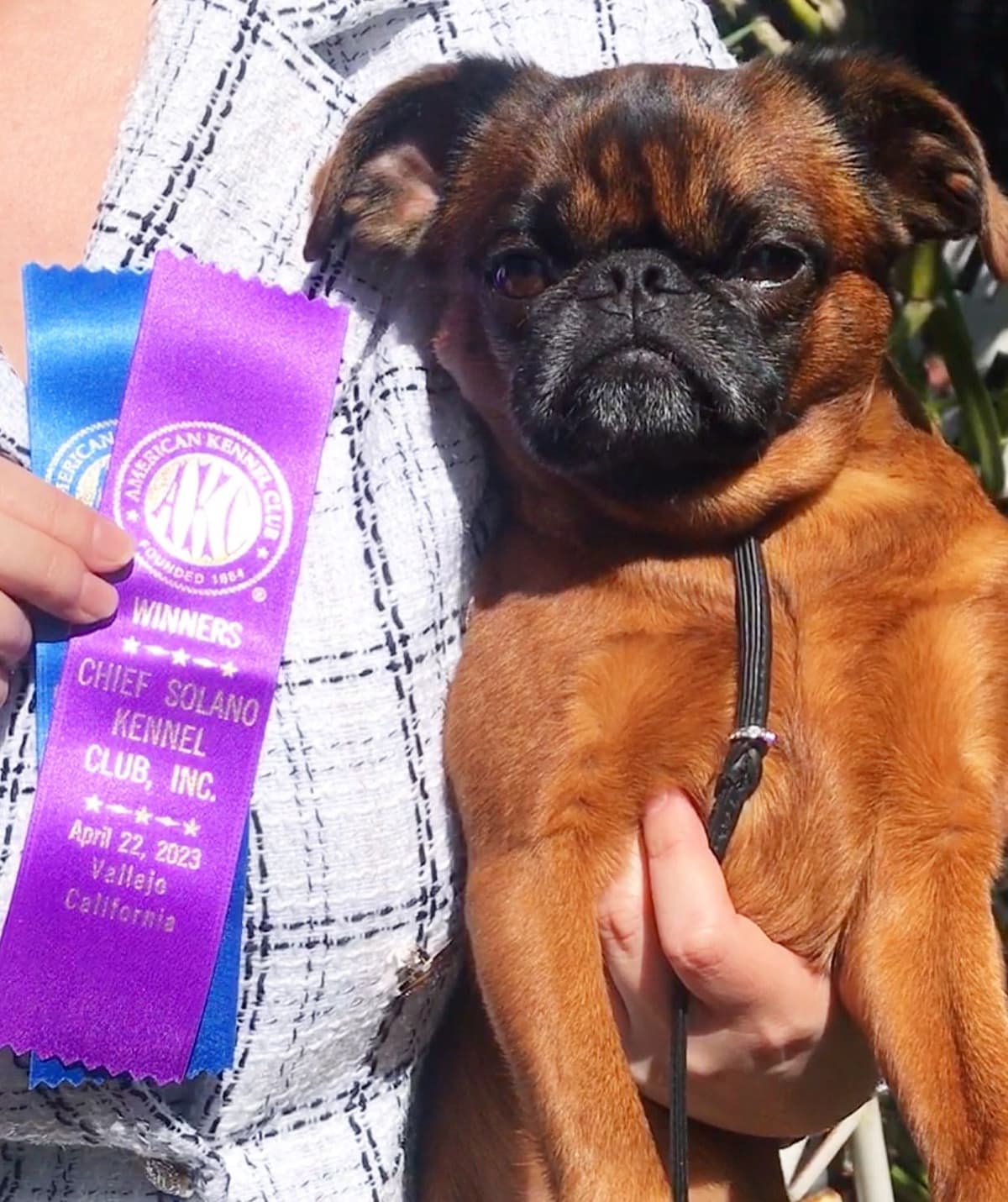 Brussels Griffon Female Puppy Available breeder image 5