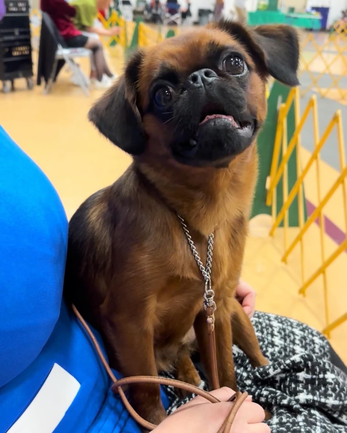 Brussels Griffon Female Puppy Available breeder image 2
