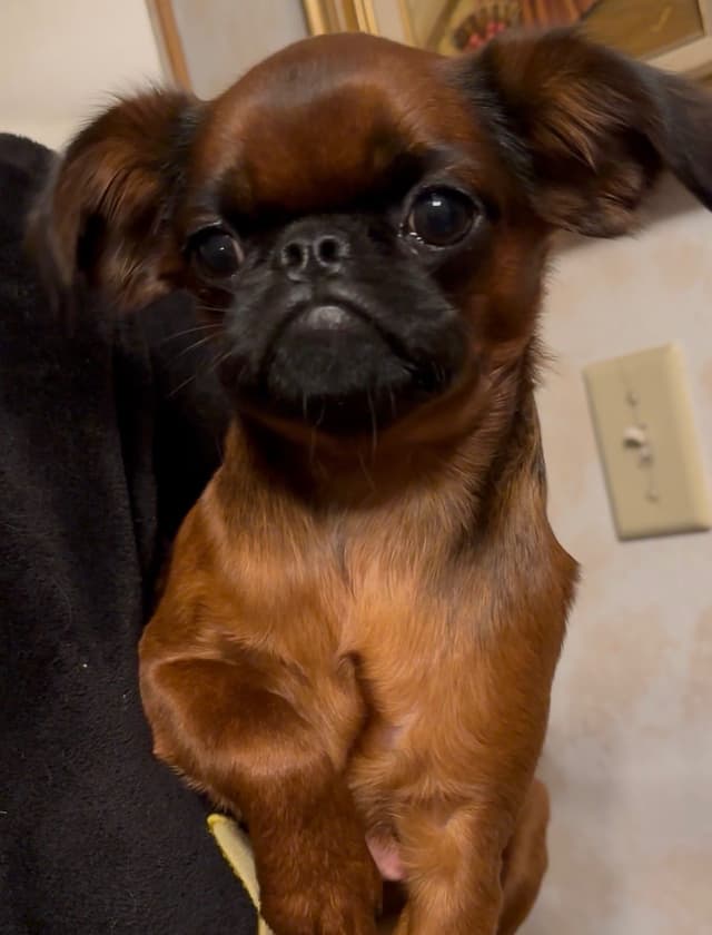 Brussels Griffon Female Puppy Available media 2
