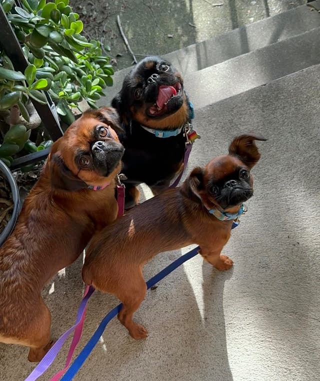 Brussels Griffon Female Puppy Available media 3