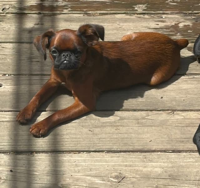 Brussels Griffon Female Puppy Available media 4