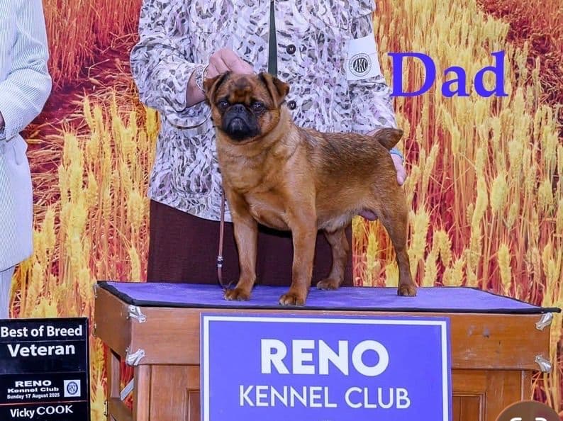 Brussels Griffon Female Puppy Available breeder image 4