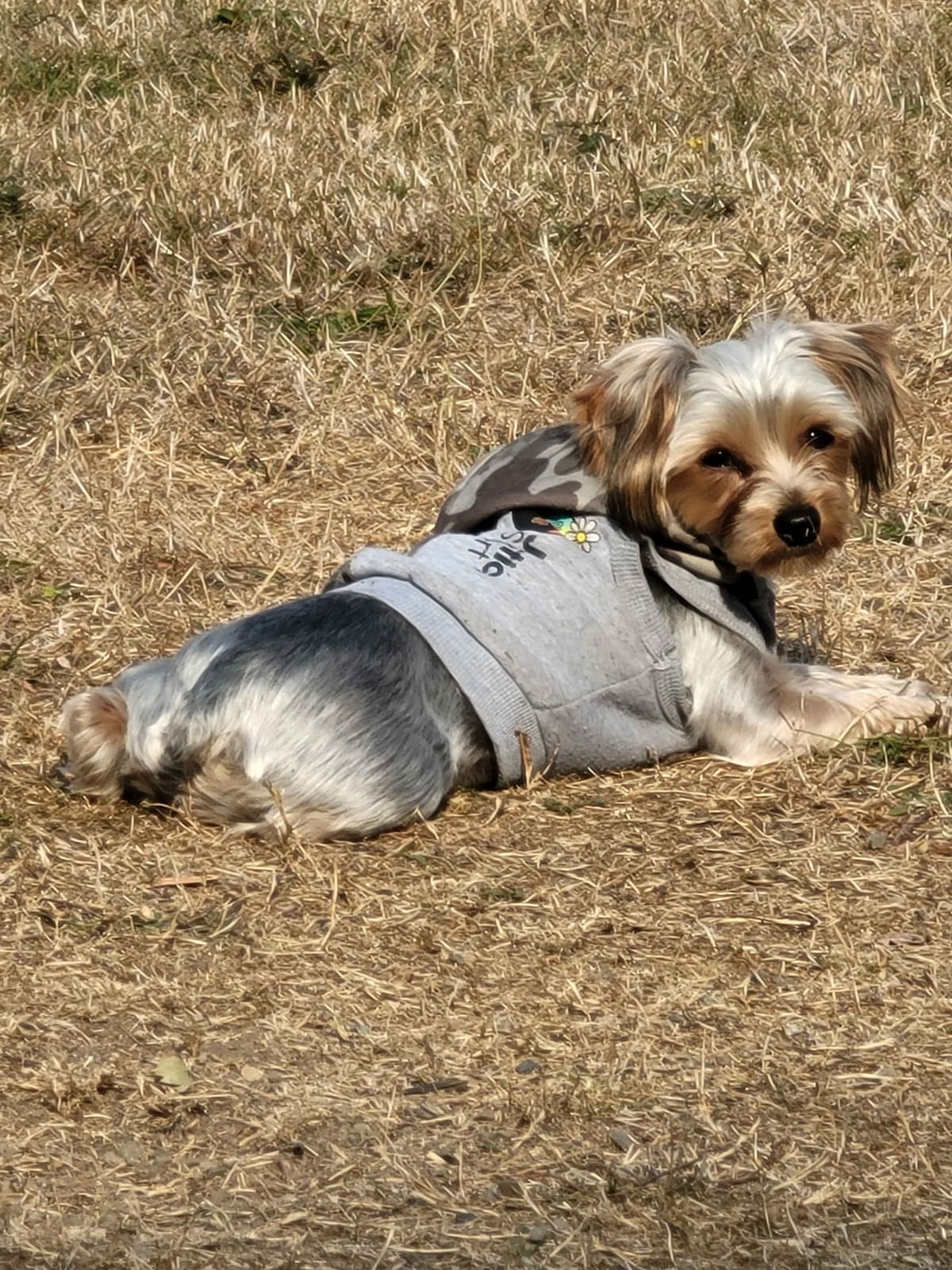 Yorkshire Terrier Puppies breeder image 1