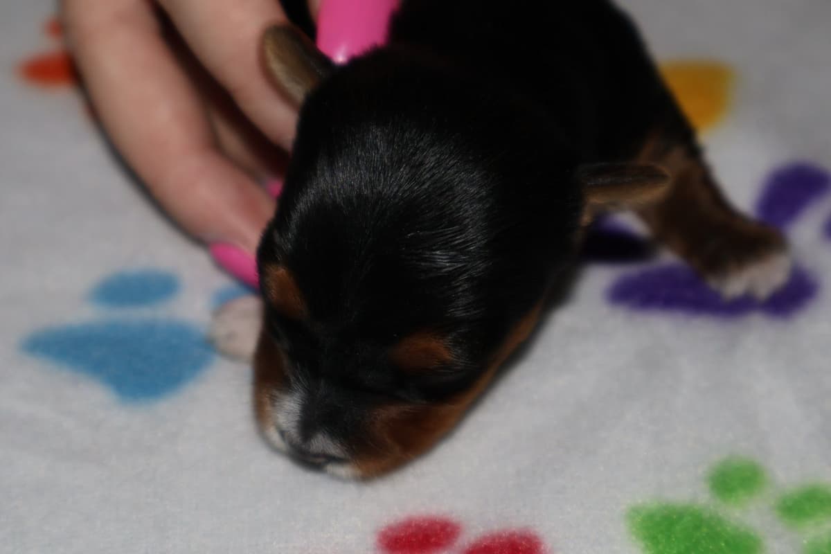 Yorkshire Terrier Puppies breeder image 3