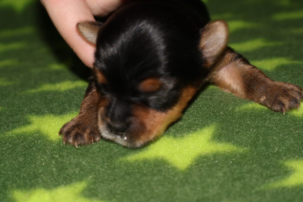 Yorkshire Terrier Puppies breeder image 6