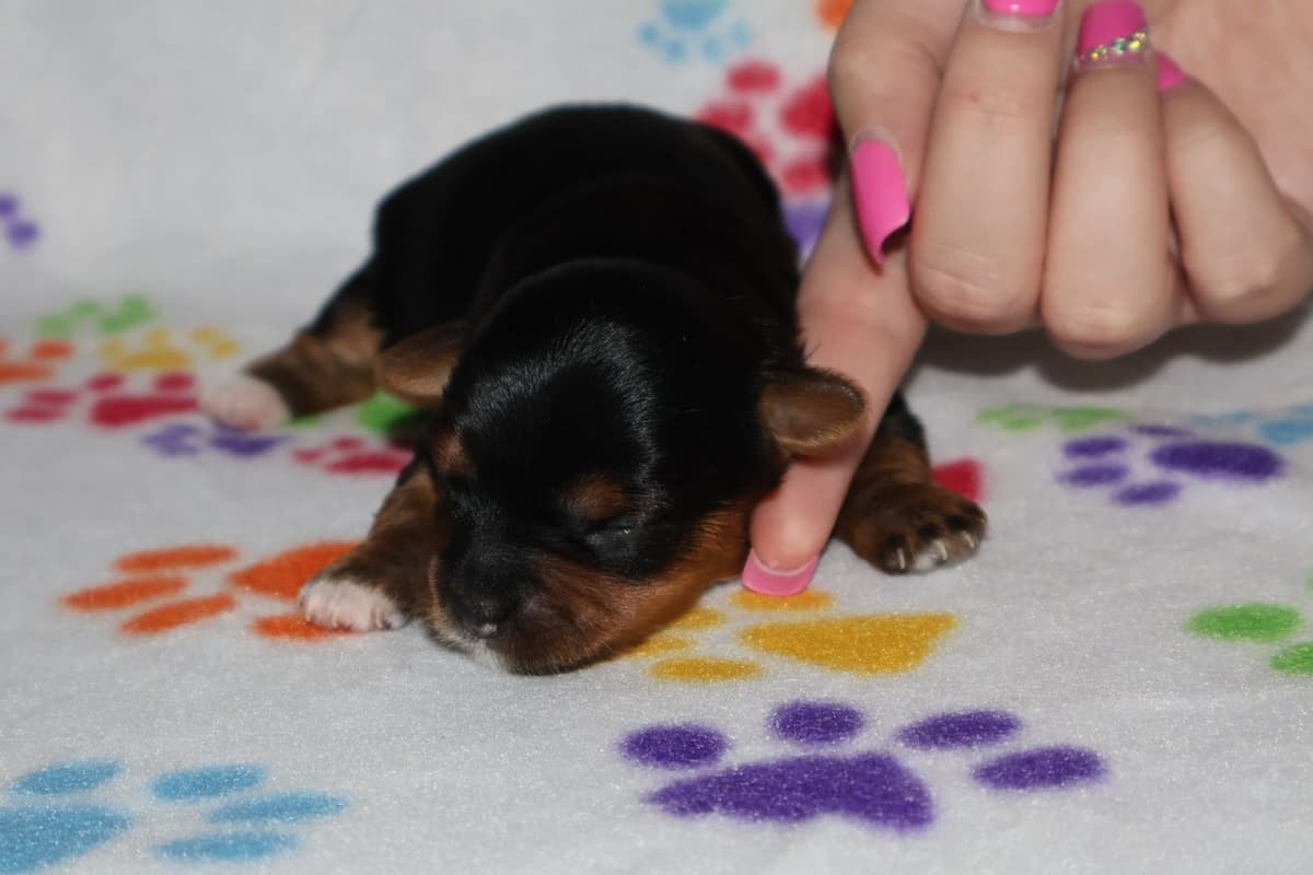Yorkshire Terrier Puppies breeder image 7