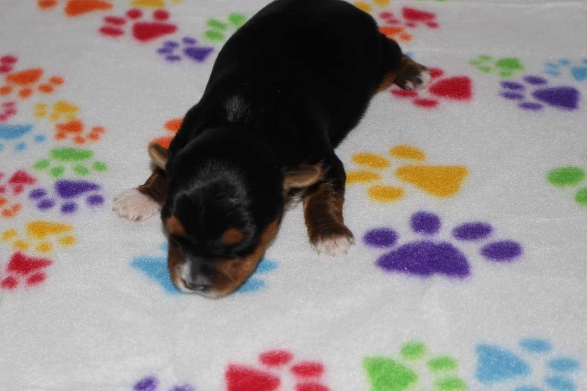 Yorkshire Terrier Puppies breeder image 8