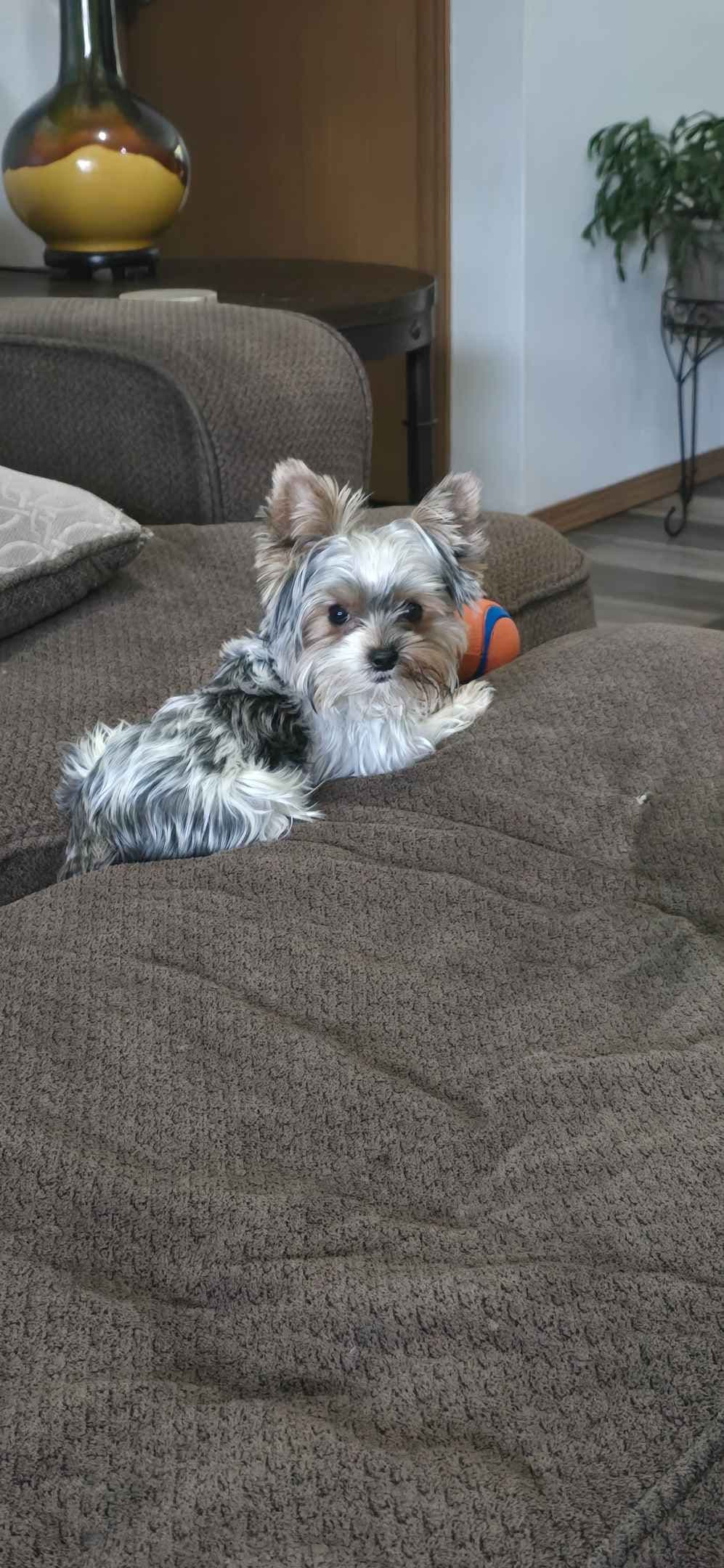 Yorkshire Terrier Puppies breeder image 11