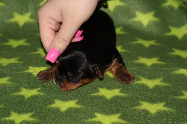 Yorkshire Terrier Puppies media 2
