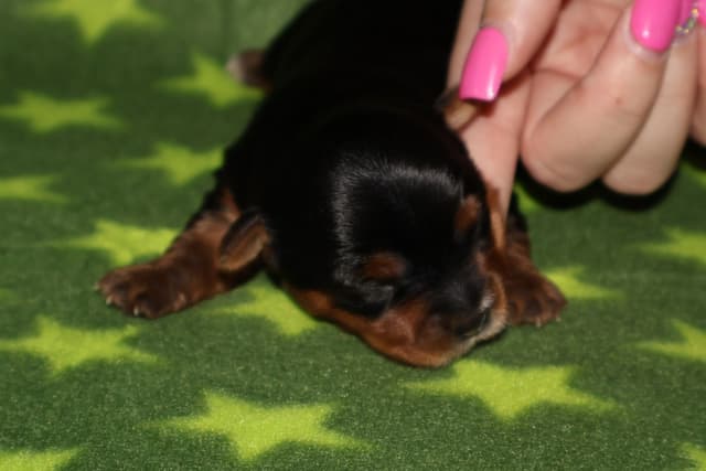 Yorkshire Terrier Puppies media 5