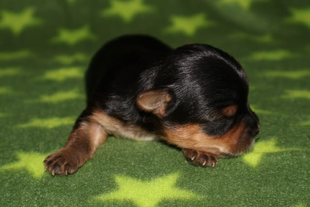 Yorkshire Terrier Puppies media 4