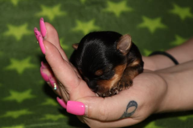 Yorkshire Terrier Puppies media 6
