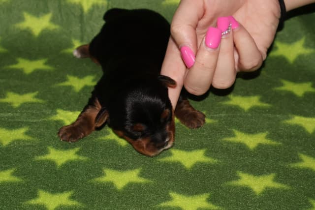 Yorkshire Terrier Puppies media 7