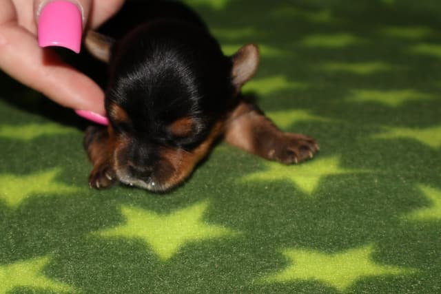 Yorkshire Terrier Puppies media 8