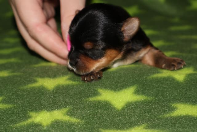 Yorkshire Terrier Puppies media 9