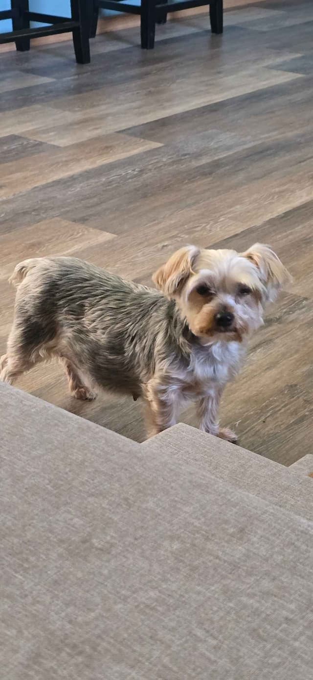 Yorkshire Terrier Puppies media 11