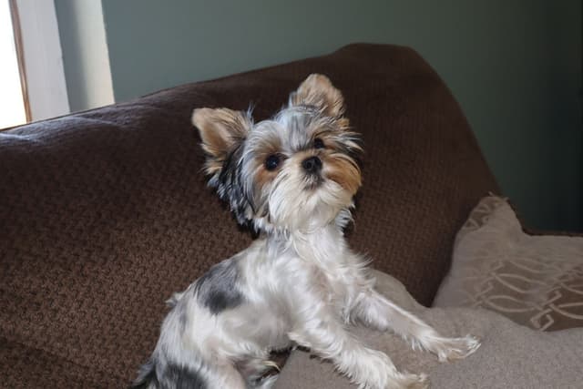 Yorkshire Terrier Puppies media 10