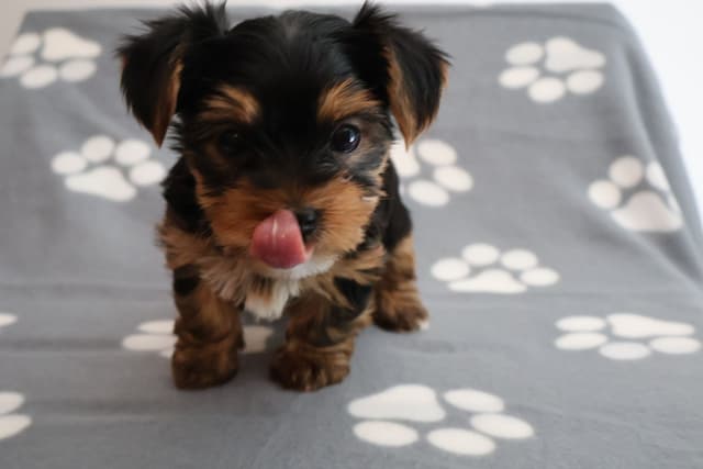 Yorkshire Terrier Puppies media 12