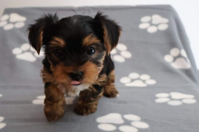 Yorkshire Terrier Puppies media 13