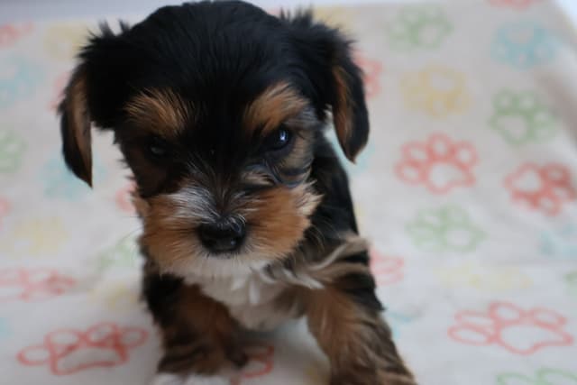 Yorkshire Terrier Puppies media 14