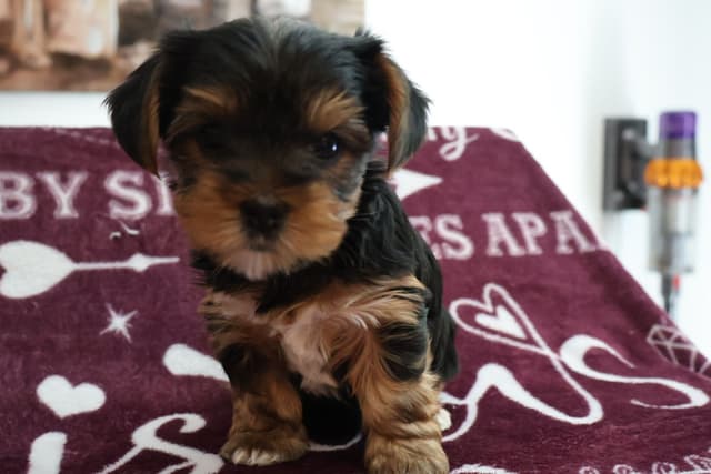 Yorkshire Terrier Puppies media 15