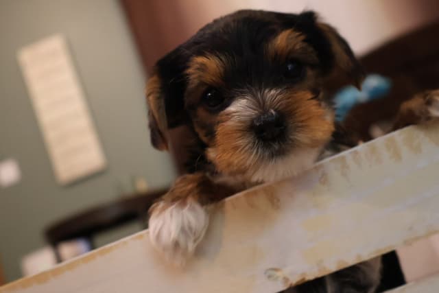 Yorkshire Terrier Puppies media 16