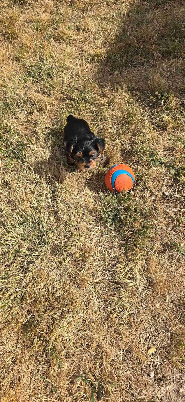 Yorkshire Terrier Puppies media 17