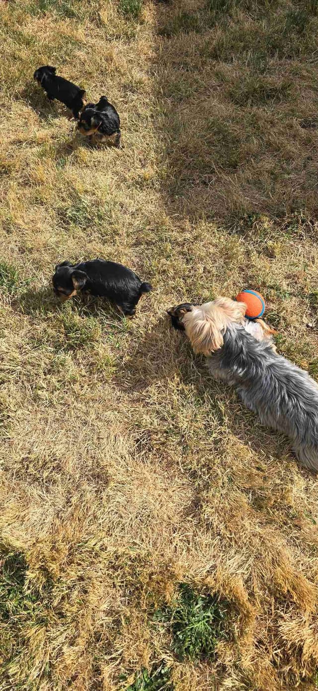 Yorkshire Terrier Puppies media 19