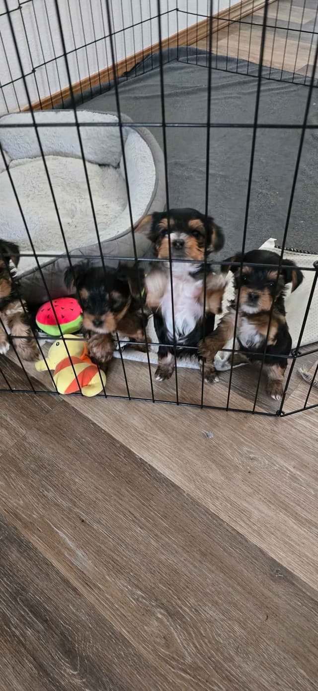 Yorkshire Terrier Puppies media 20